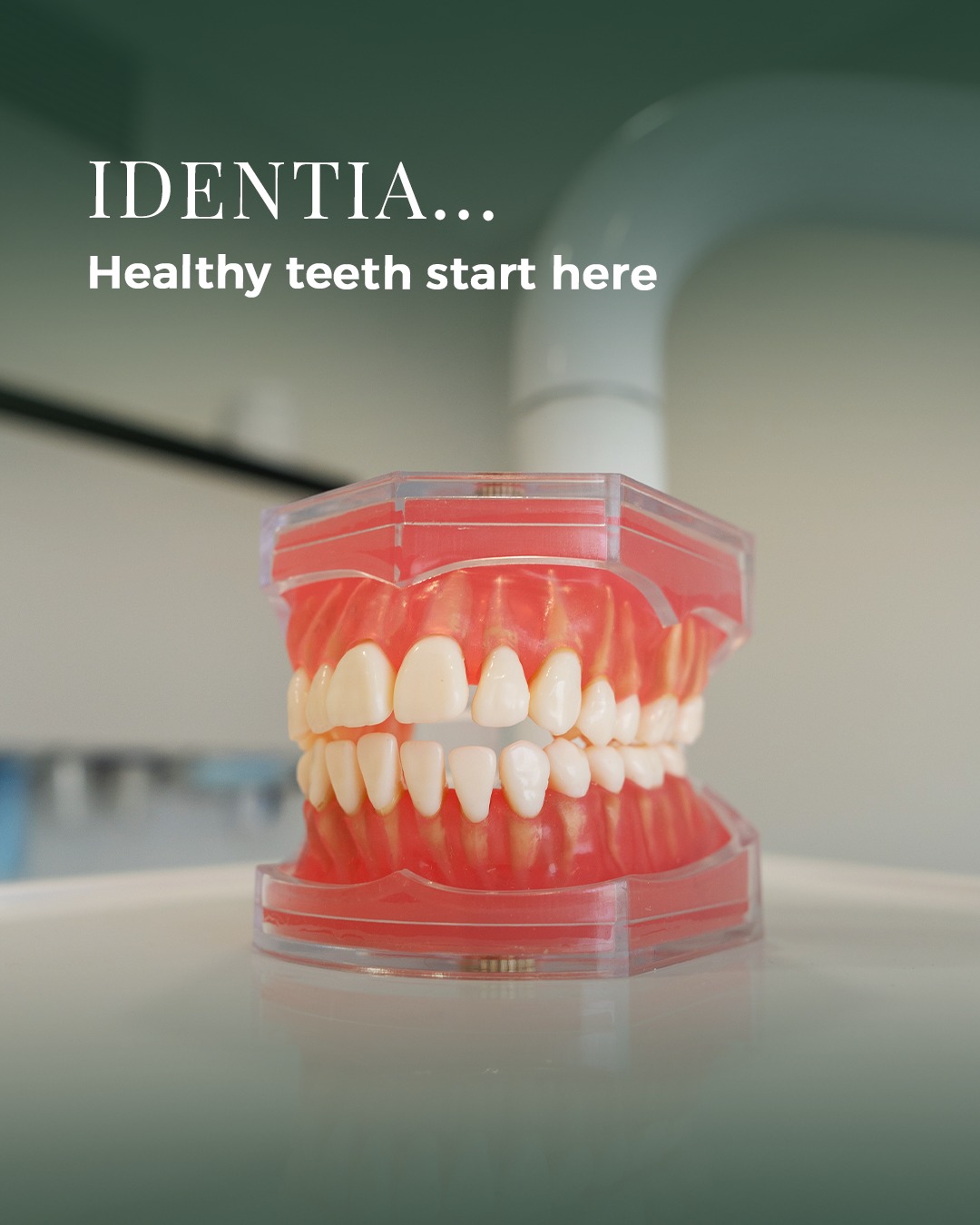 Acrylic dental jaw model on a small white pedestal, soft sage ceiling band behind.